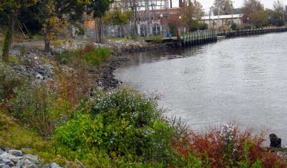 Seaford Living Shoreline