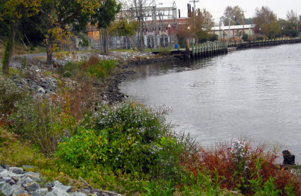 Seaford Living Shoreline